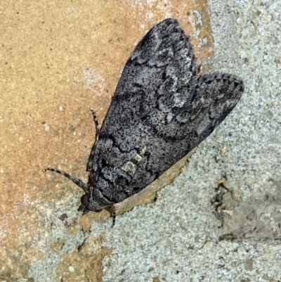 Smyriodes undescribed species nr aplectaria at Jerrabomberra, NSW - 24 Mar 2022 by Steve_Bok