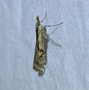 Hednota pedionoma at Jerrabomberra, NSW - 25 Mar 2022