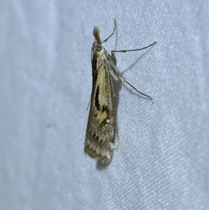 Hednota pedionoma at Jerrabomberra, NSW - 25 Mar 2022