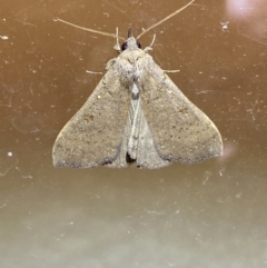 Rhapsa suscitatalis (Wedged Rhapsa) at Jerrabomberra, NSW - 24 Mar 2022 by Steve_Bok