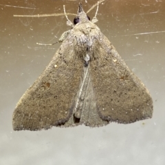 Rhapsa suscitatalis at Jerrabomberra, NSW - suppressed