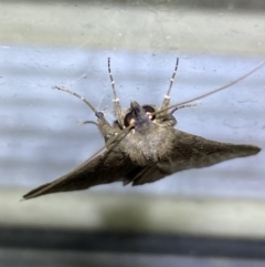 Rhapsa suscitatalis at Jerrabomberra, NSW - 25 Mar 2022