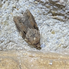 Epiphyas ashworthana (Ashworth's Tortrix) at Jerrabomberra, NSW - 25 Mar 2022 by SteveBorkowskis