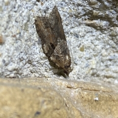 Epiphyas ashworthana at Jerrabomberra, NSW - 25 Mar 2022