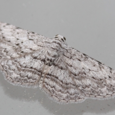 Phelotis cognata (Long-fringed Bark Moth) at Tathra, NSW - 24 Mar 2022 by KerryVance