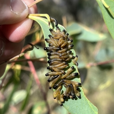 Pergidae sp. (family) (Unidentified Sawfly) at Googong, NSW - 25 Mar 2022 by FeralGhostbat