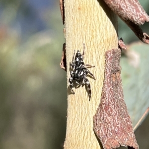 Sandalodes scopifer at Googong, NSW - 25 Mar 2022