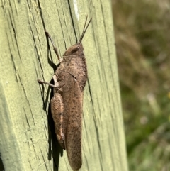 Goniaea australasiae (Gumleaf grasshopper) at Googong Reservoir - 25 Mar 2022 by FeralGhostbat