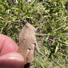 Goniaea australasiae at Googong, NSW - 25 Mar 2022 11:58 AM
