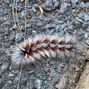 Anthela varia at Yarrow, NSW - 25 Mar 2022