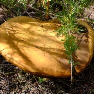 zz bolete at Stromlo, ACT - 25 Mar 2022 12:07 PM