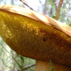 zz bolete at Stromlo, ACT - 25 Mar 2022 12:07 PM