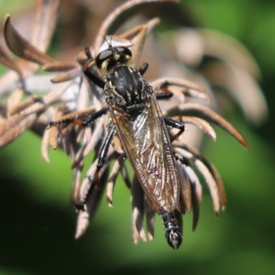 Zosteria rosevillensis (A robber fly) at Cook, ACT - 21 Mar 2022 by Tammy