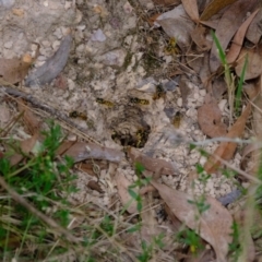 Vespula germanica (European wasp) at Denman Prospect 2 Estate Deferred Area (Block 12) - 25 Mar 2022 by Kurt