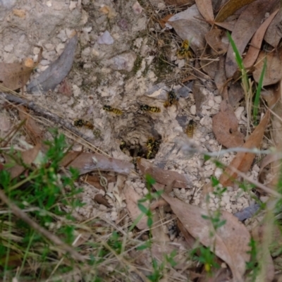 Vespula germanica (European wasp) at Molonglo Valley, ACT - 25 Mar 2022 by Kurt