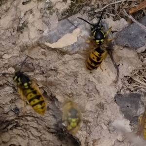 Vespula germanica at Molonglo Valley, ACT - 25 Mar 2022 12:54 PM