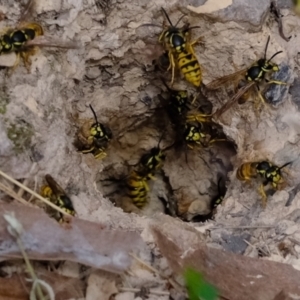 Vespula germanica at Molonglo Valley, ACT - 25 Mar 2022