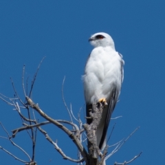 Elanus axillaris (Black-shouldered Kite) at Stromlo, ACT - 23 Mar 2022 by Chris Appleton