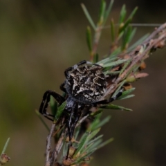 Backobourkia sp. (genus) (An orb weaver) at Stromlo, ACT - 25 Mar 2022 by Kurt