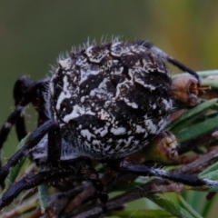 Backobourkia sp. (genus) at Stromlo, ACT - 25 Mar 2022