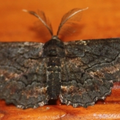 Pholodes sinistraria (Sinister or Frilled Bark Moth) at Tathra, NSW - 1 Jan 2020 by KerryVance2