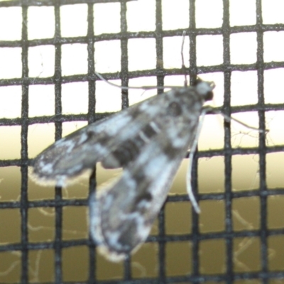 Hygraula nitens (Pond Moth) at Tathra, NSW - 15 Mar 2022 by KerryVance