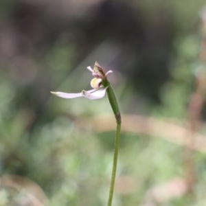 Eriochilus cucullatus at Tralee, NSW - 25 Mar 2022