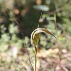 Diplodium ampliatum (Large Autumn Greenhood) at Tralee, NSW - 25 Mar 2022 by jamesjonklaas