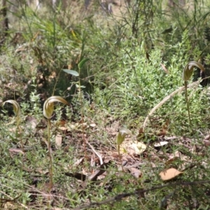 Diplodium ampliatum at Tralee, NSW - 25 Mar 2022