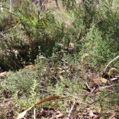 Diplodium ampliatum at Tralee, NSW - 25 Mar 2022