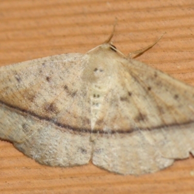 Idiodes apicata (Bracken Moth) at Tathra, NSW - 15 Mar 2022 by KerryVance2
