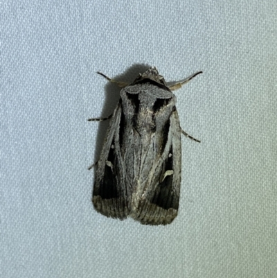 Proteuxoa undescribed species near paragypsa (A Noctuid moth) at Jerrabomberra, NSW - 24 Mar 2022 by Steve_Bok