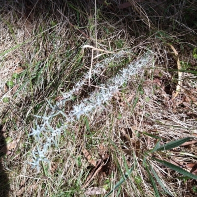 Chrysocephalum semipapposum (Clustered Everlasting) at Montmorency, VIC - 25 Mar 2022 by nonimouse