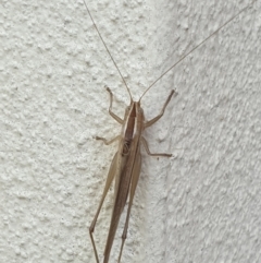 Conocephalus semivittatus (Meadow katydid) at Turner, ACT - 25 Mar 2022 by LD12