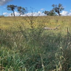Bidens subalternans (Greater Beggars Ticks) at Molonglo Valley, ACT - 25 Mar 2022 by Rosie