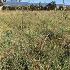 Bidens subalternans at Molonglo Valley, ACT - 25 Mar 2022