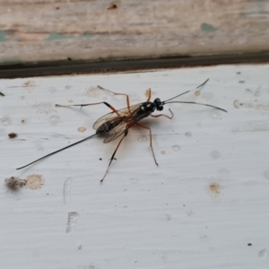 Gotra sp. (genus) at Wambrook, NSW - 24 Mar 2022 07:08 PM