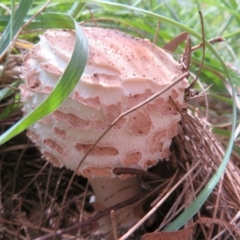 Chlorophyllum sp. at Fyshwick, ACT - 25 Mar 2022 by Christine