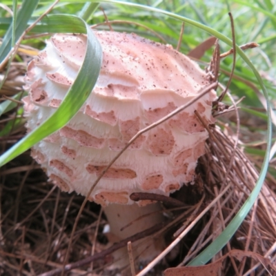 Chlorophyllum sp. at Fyshwick, ACT - 25 Mar 2022 by Christine