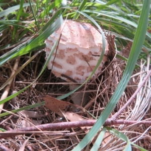 Chlorophyllum sp. at Fyshwick, ACT - 25 Mar 2022 11:54 AM