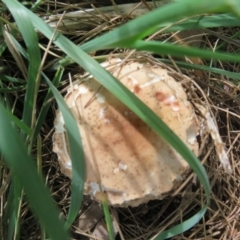 Chlorophyllum sp. at Fyshwick, ACT - 25 Mar 2022