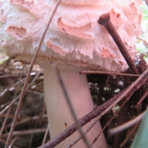 Chlorophyllum sp. at Fyshwick, ACT - 25 Mar 2022