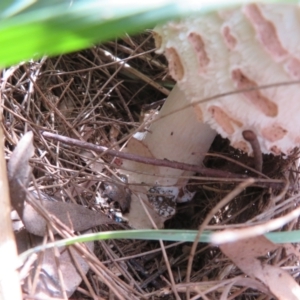 Chlorophyllum sp. at Fyshwick, ACT - 25 Mar 2022 11:54 AM