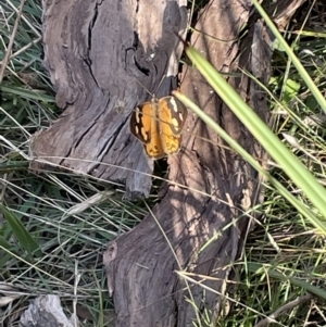 Heteronympha merope at Bruce, ACT - 25 Mar 2022