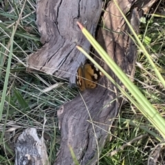 Heteronympha merope at Bruce, ACT - 25 Mar 2022 05:22 PM