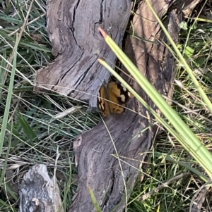 Heteronympha merope at Bruce, ACT - 25 Mar 2022 05:22 PM