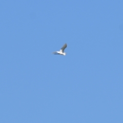 Ardea alba (Great Egret) at Killara, VIC - 24 Mar 2022 by KylieWaldon