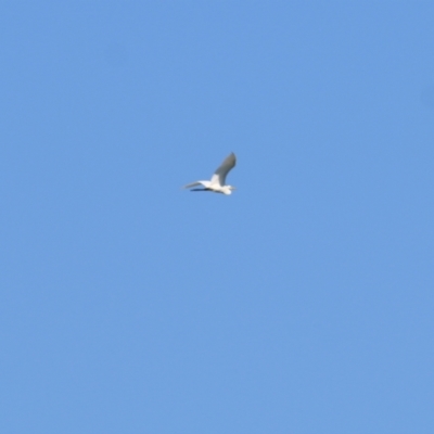 Ardea alba (Great Egret) at Killara, VIC - 24 Mar 2022 by KylieWaldon