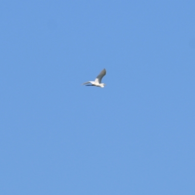 Ardea alba (Great Egret) at Killara, VIC - 25 Mar 2022 by KylieWaldon