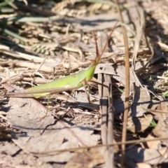 Acrida conica (Giant green slantface) at Bandiana, VIC - 24 Mar 2022 by KylieWaldon